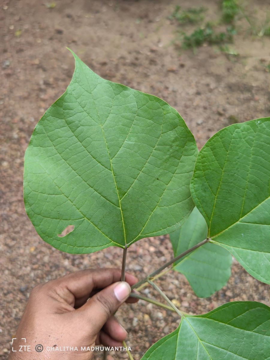 Gmelina arborea Roxb. ex Sm.
