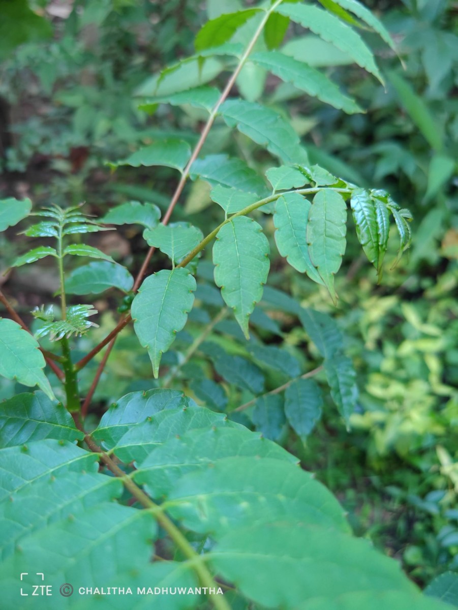 Zanthoxylum rhetsa (Roxb.) DC.