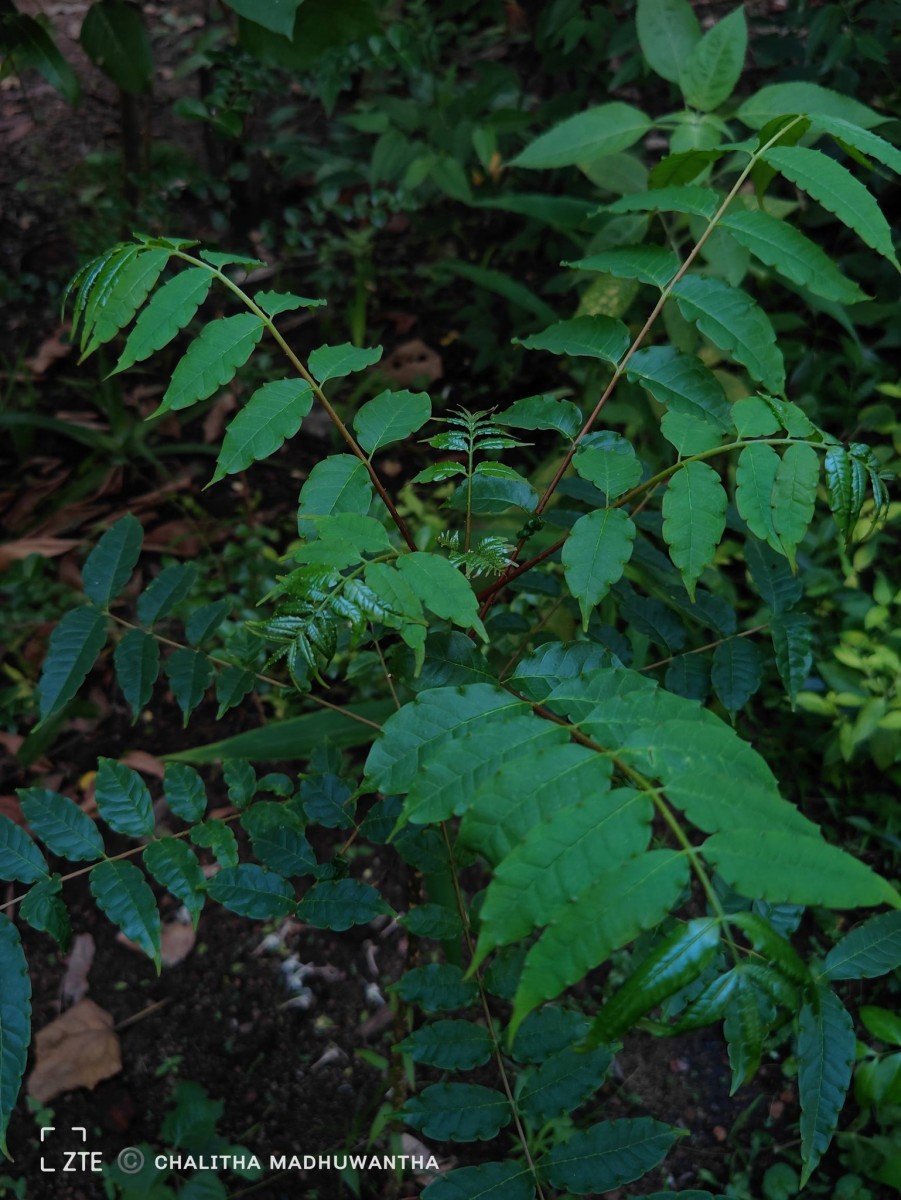 Zanthoxylum rhetsa (Roxb.) DC.