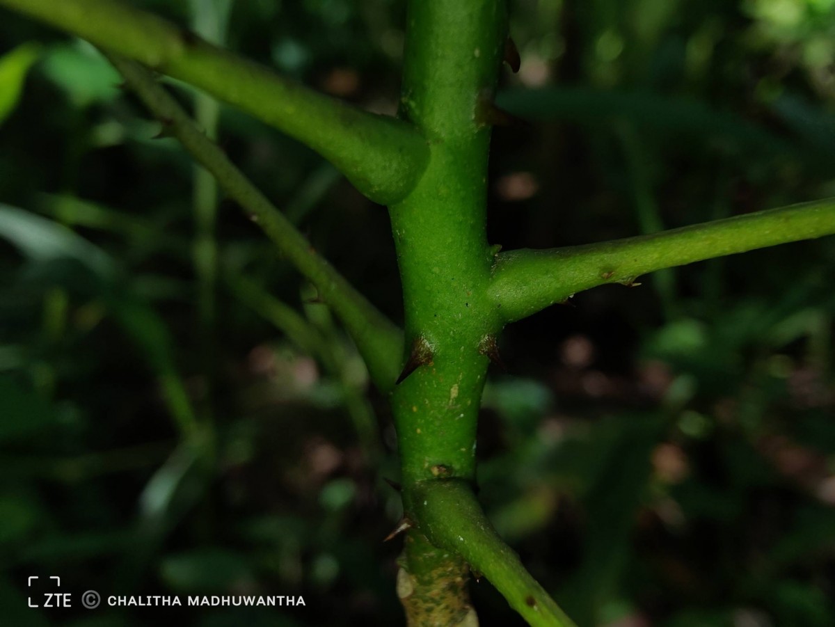 Zanthoxylum rhetsa (Roxb.) DC.