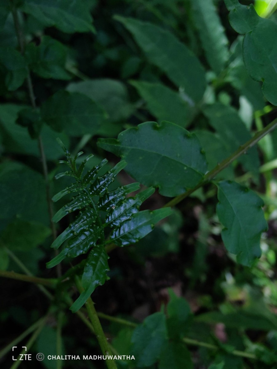 Zanthoxylum rhetsa (Roxb.) DC.