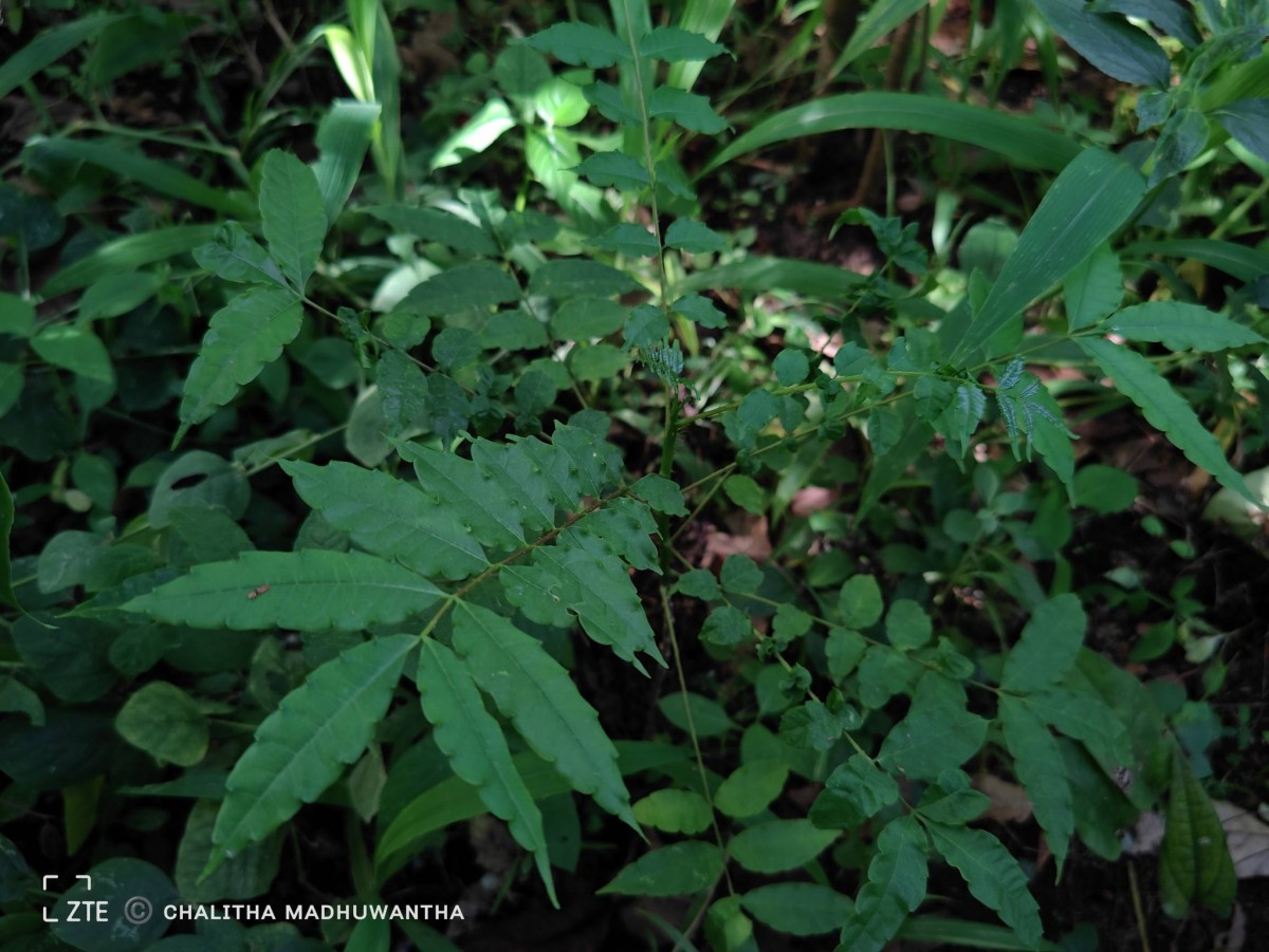 Zanthoxylum rhetsa (Roxb.) DC.