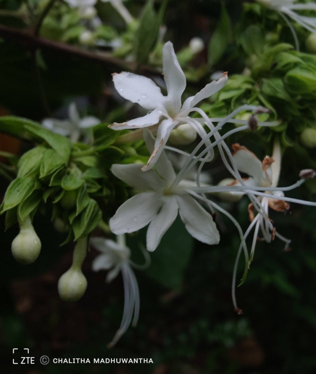 Clerodendrum infortunatum L.