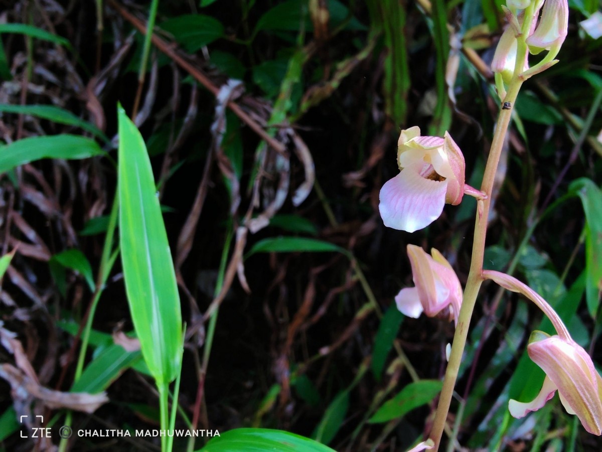 Eulophia nuda Lindl.