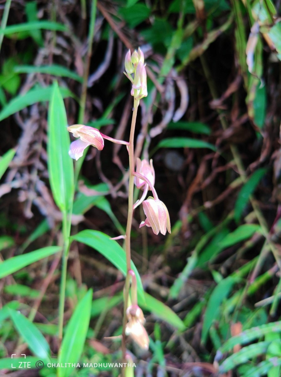 Eulophia nuda Lindl.