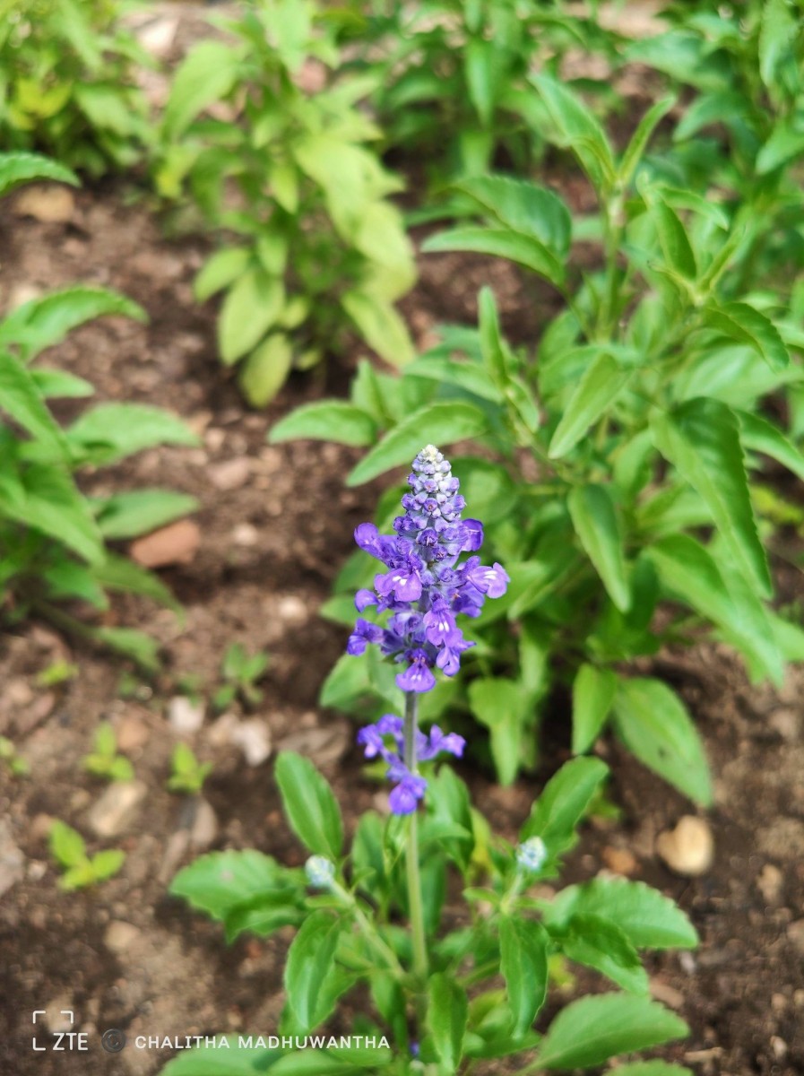 Salvia farinacea Benth.