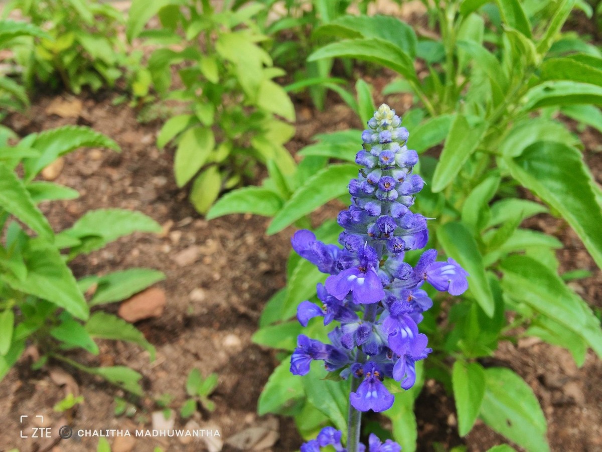 Salvia farinacea Benth.