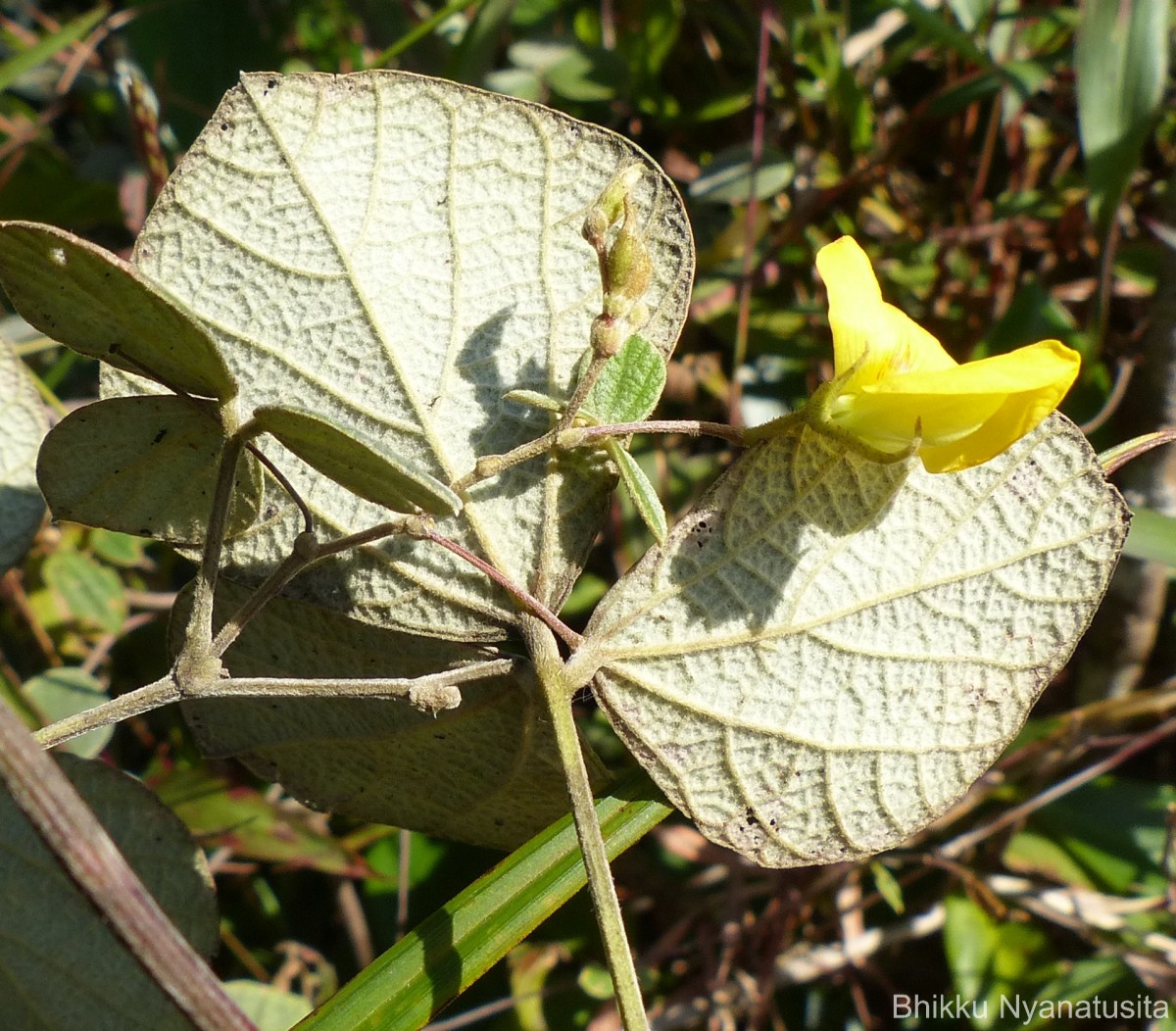 Flora of Sri Lanka