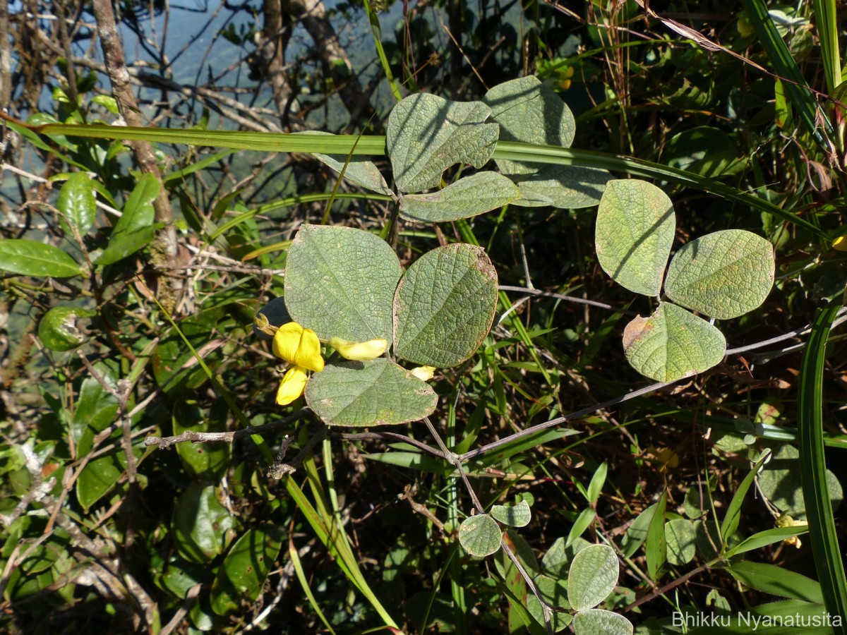 Flora of Sri Lanka