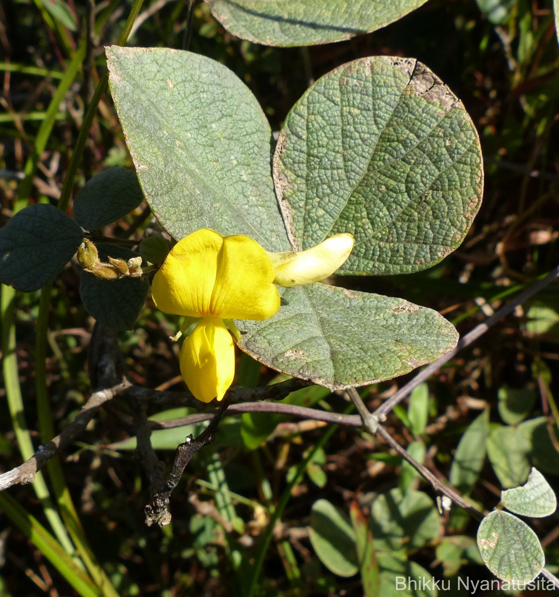 Flora of Sri Lanka