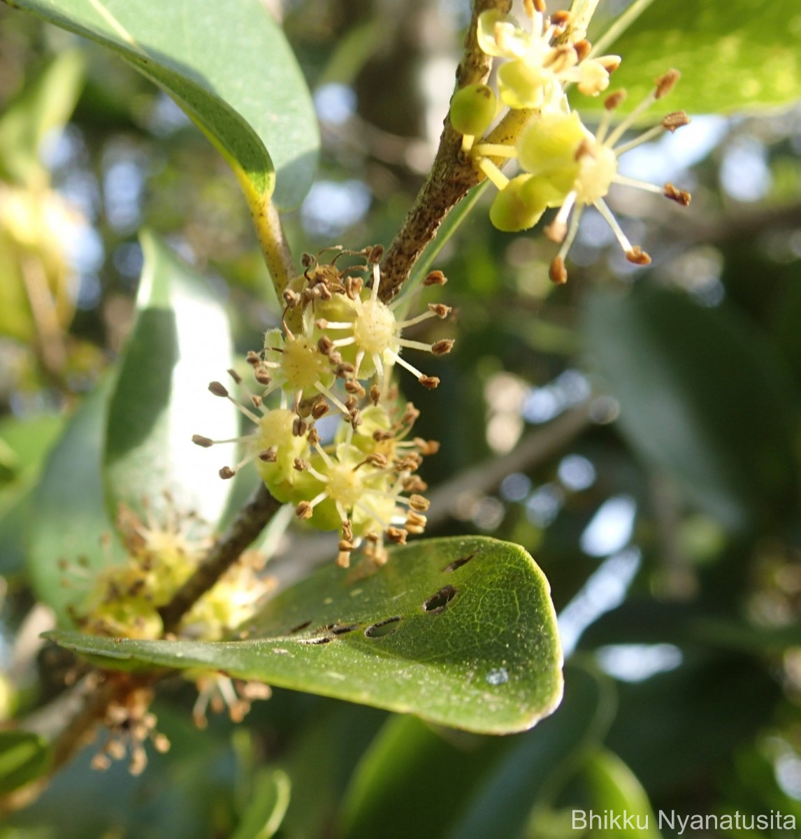 Flora of Sri Lanka