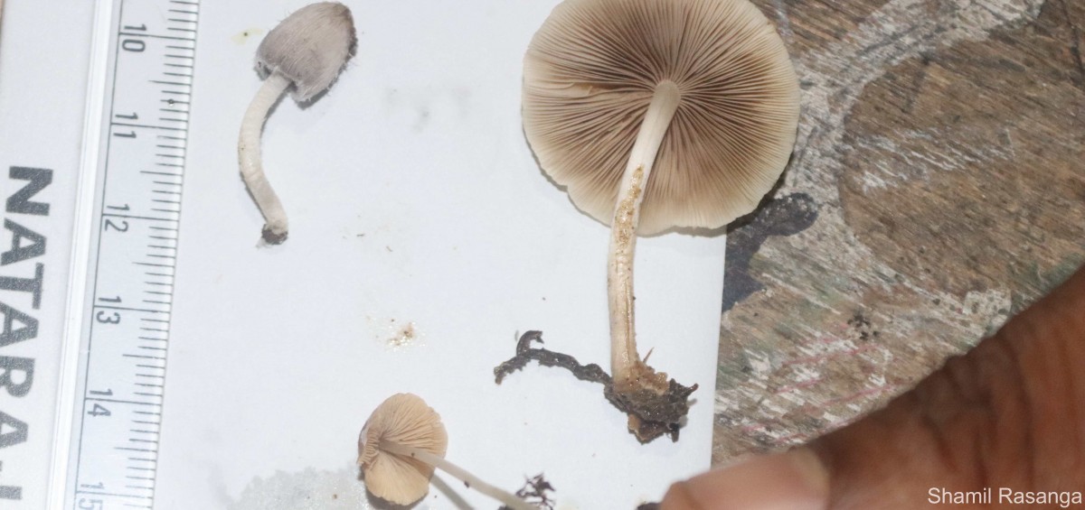 Candolleomyces cf. candolleana
