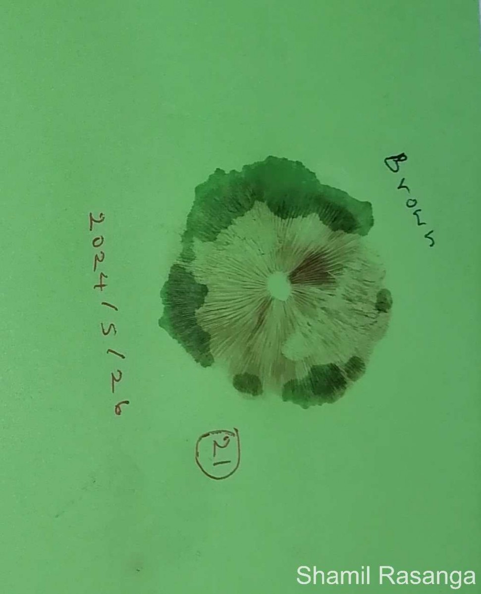 Candolleomyces cf. candolleana