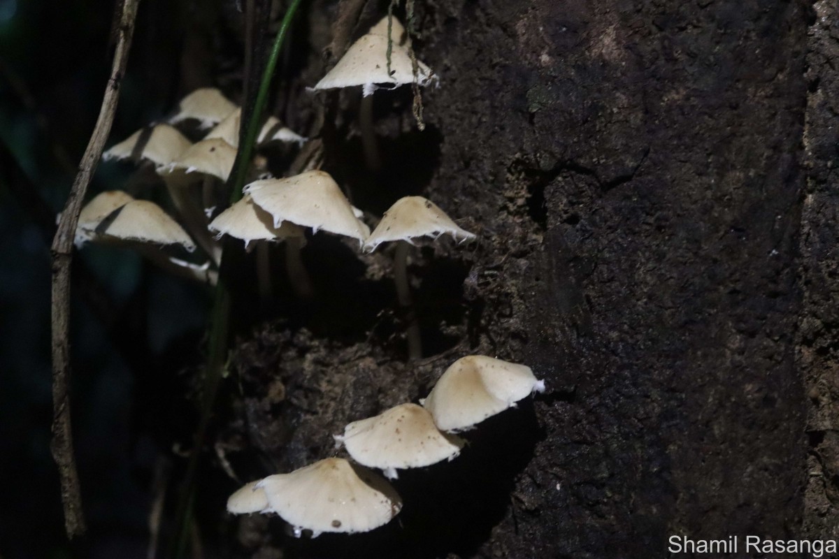 Candolleomyces cf. candolleana