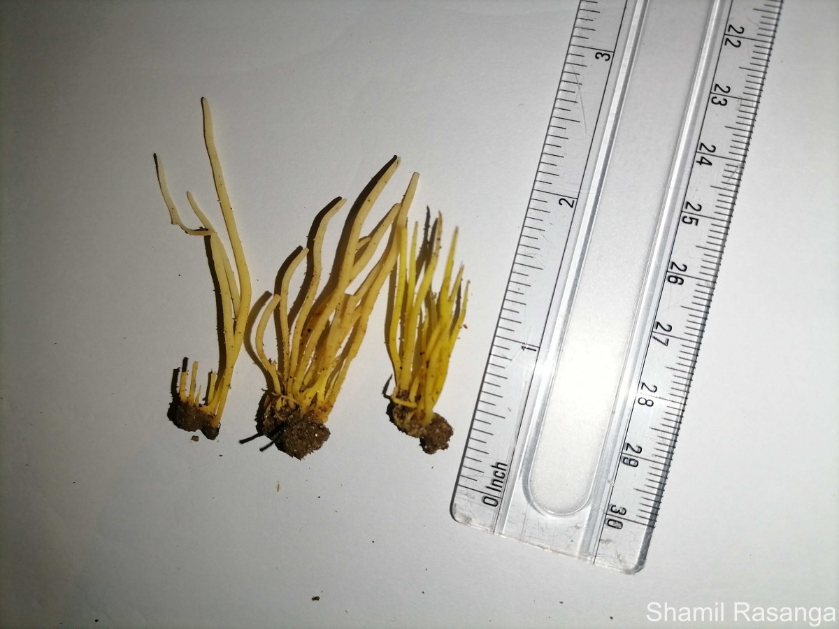 Clavulinopsis sp. Overeem 1923