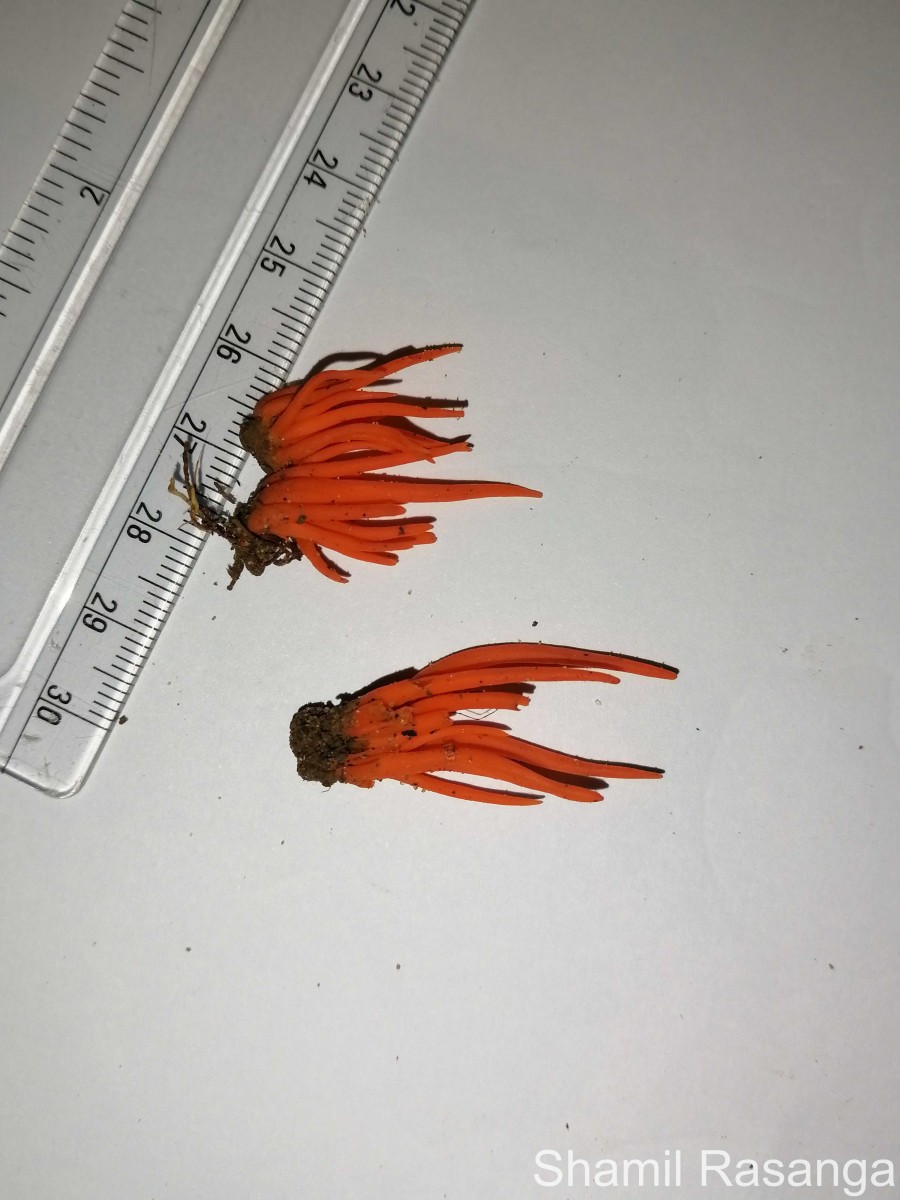 Clavulinopsis miyabeana Seiya Ito 1955