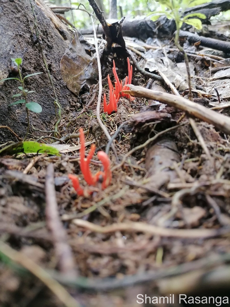 Clavulinopsis miyabeana Seiya Ito 1955
