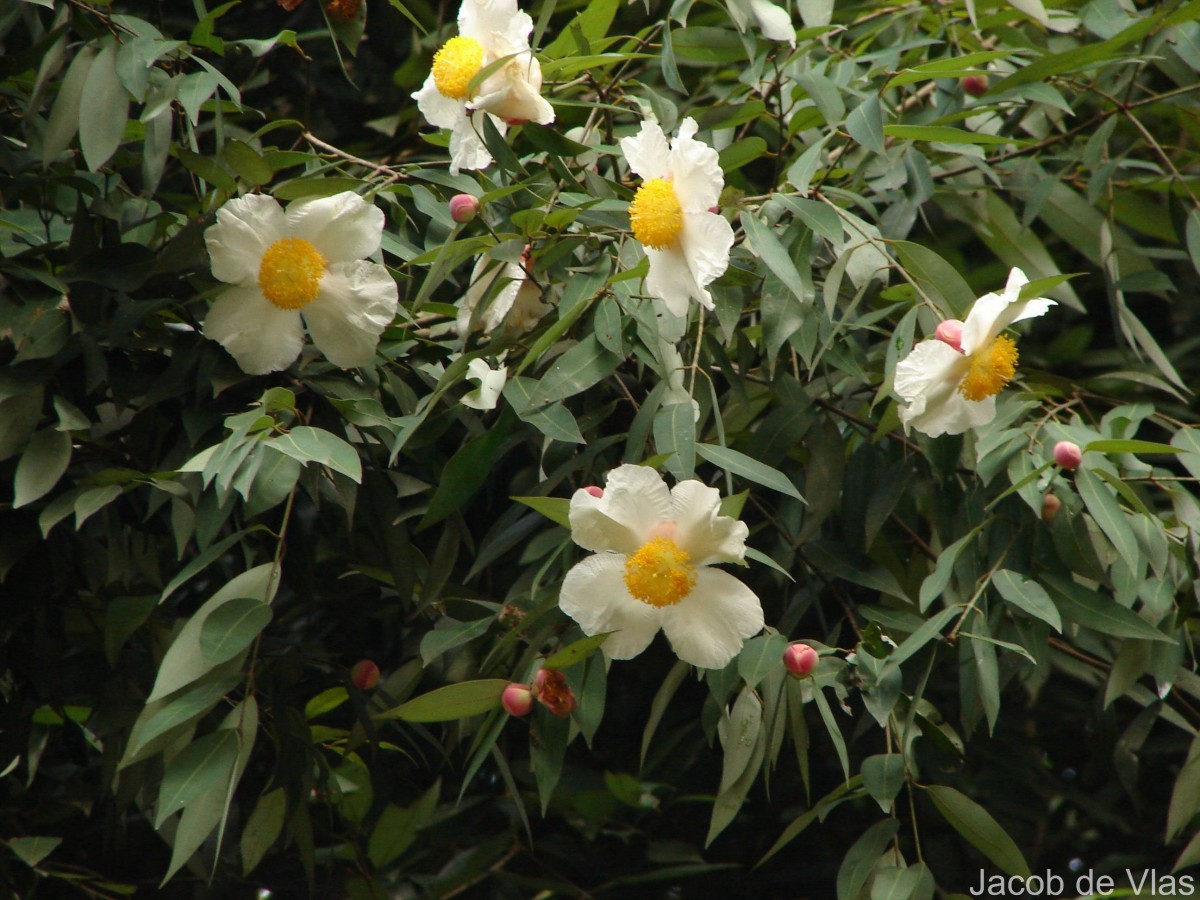 Flora of Sri Lanka