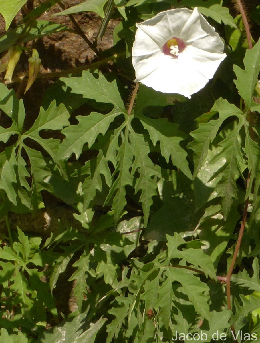 Flora of Sri Lanka