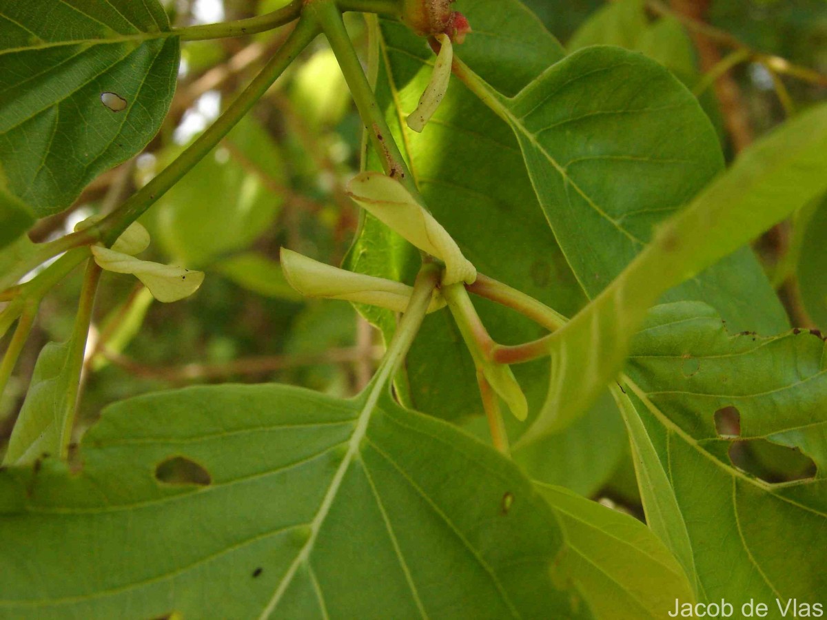 Flora of Sri Lanka