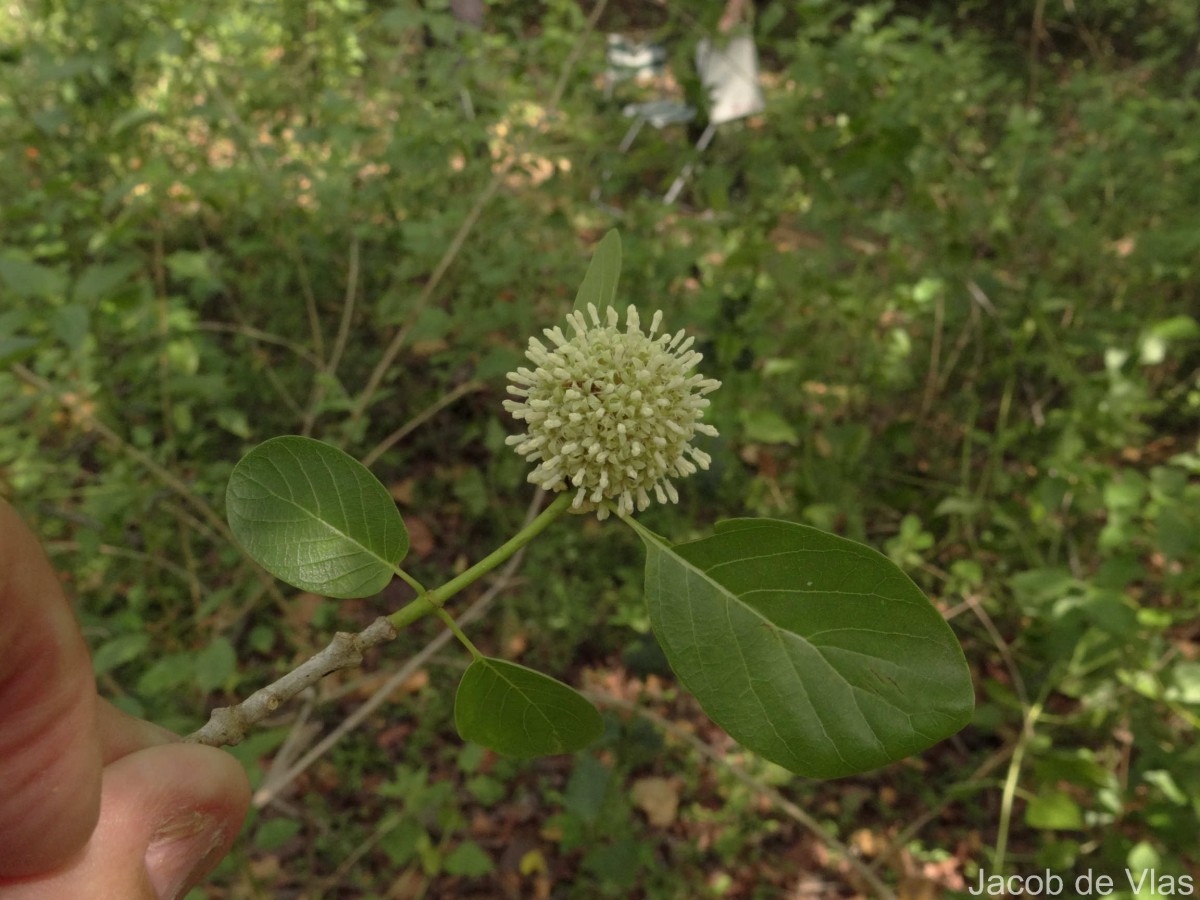 Flora of Sri Lanka