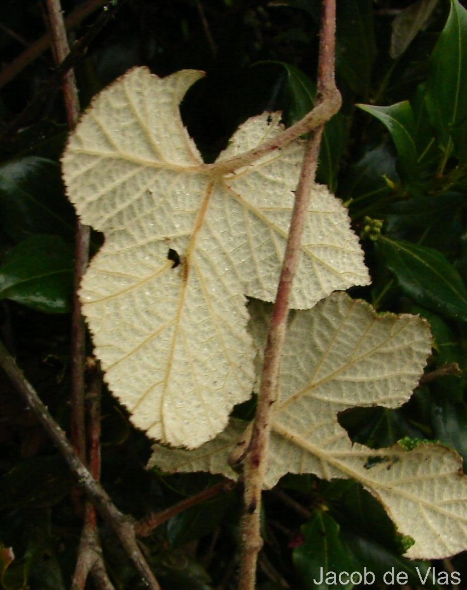 Flora of Sri Lanka