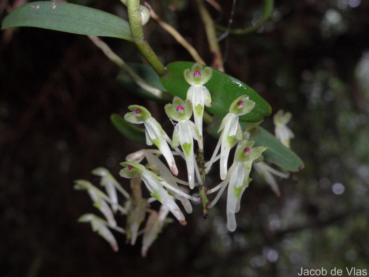 Flora of Sri Lanka