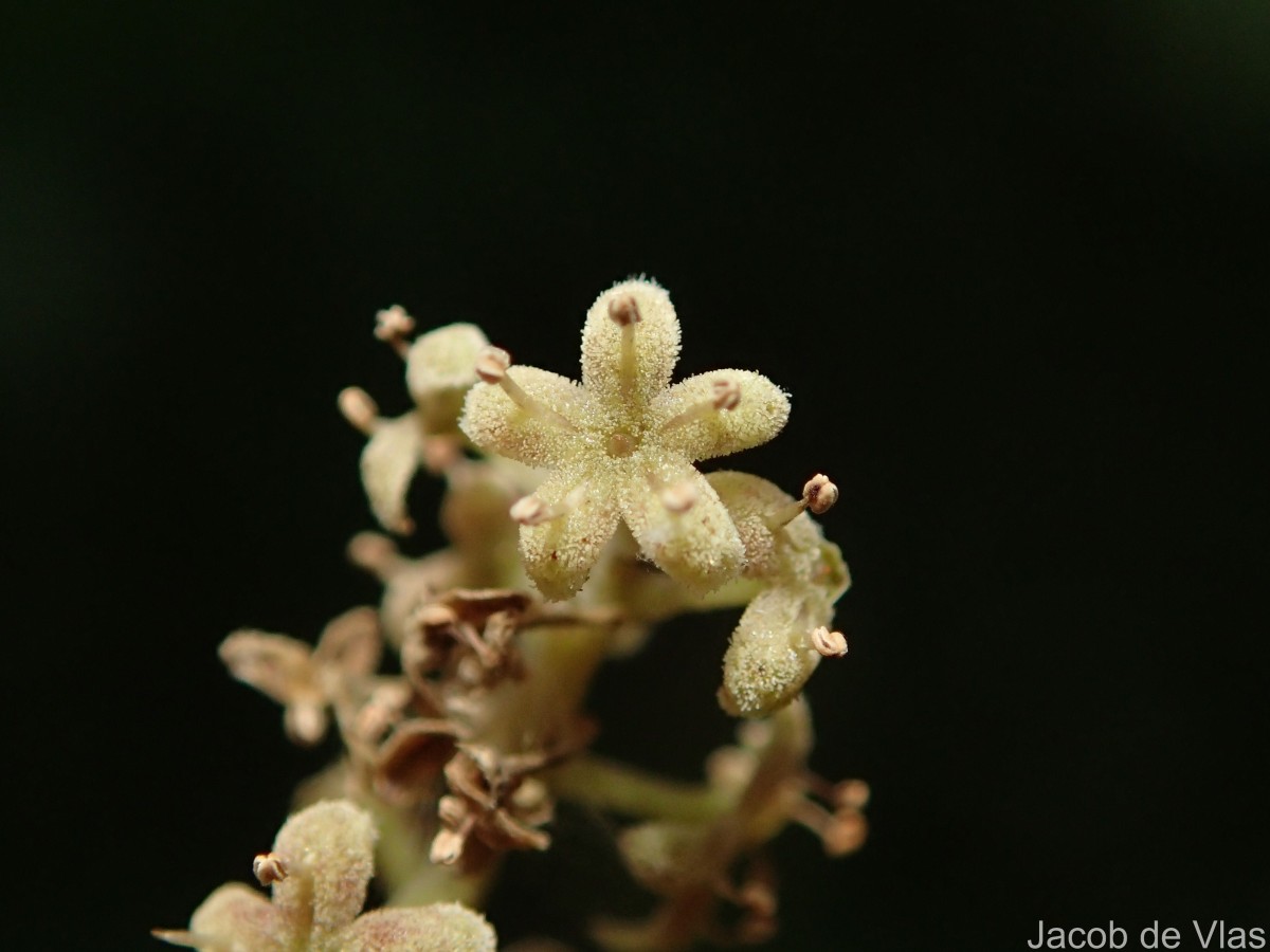 Flora of Sri Lanka