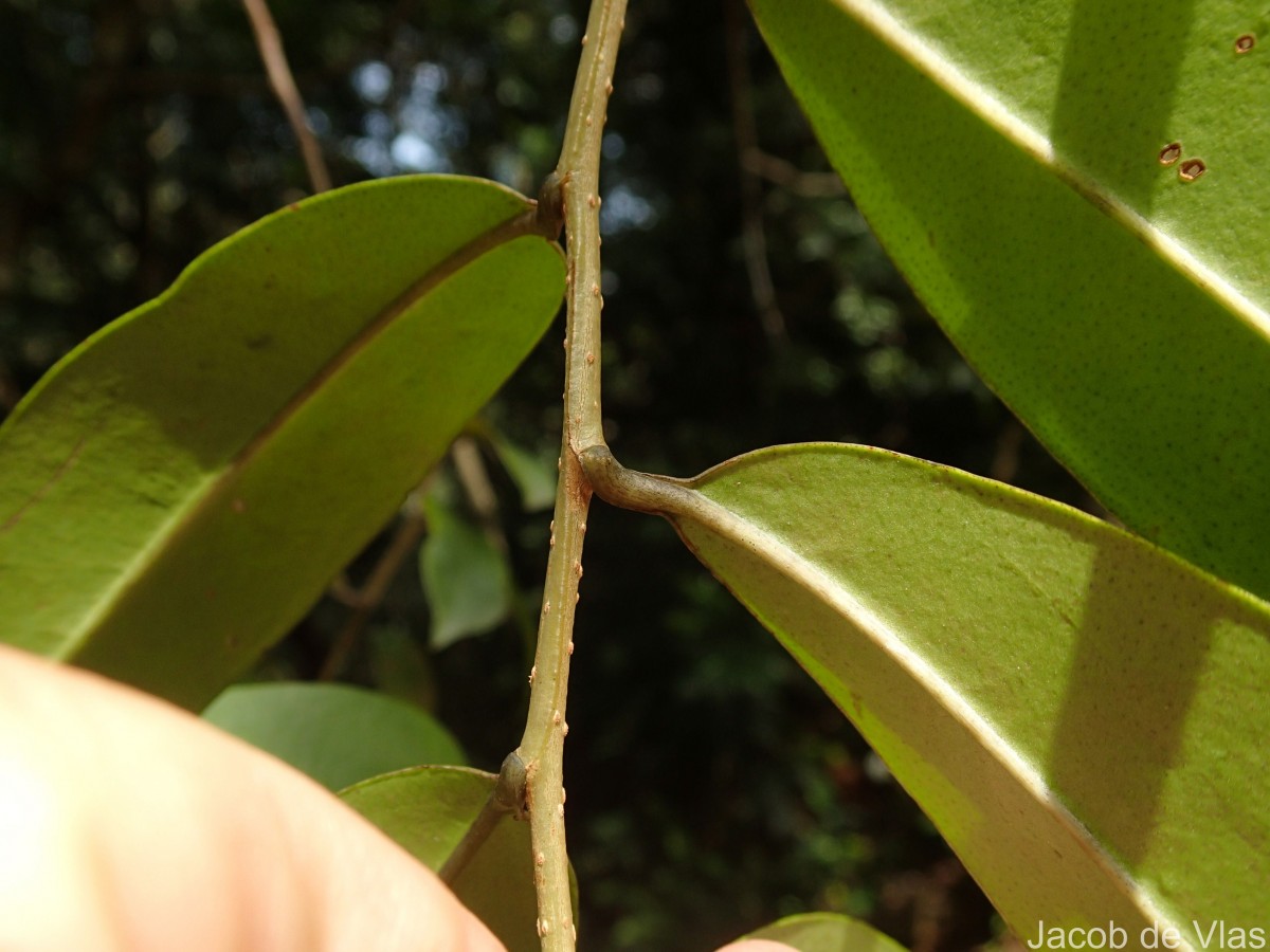 Flora of Sri Lanka