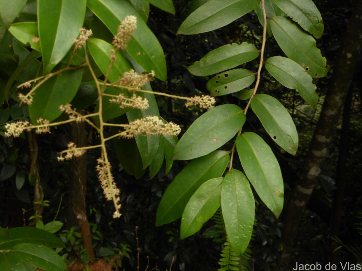 Flora of Sri Lanka