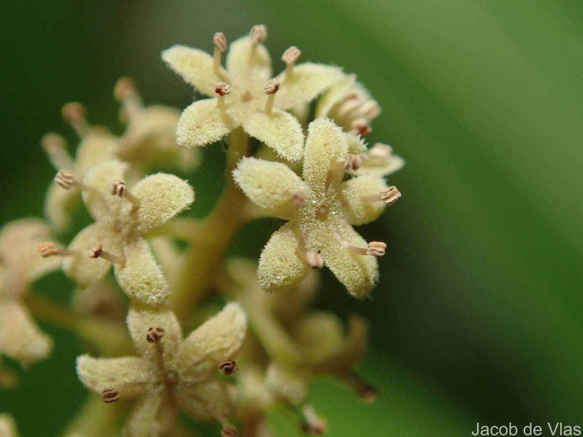 Flora of Sri Lanka