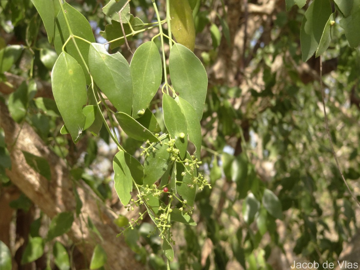 Flora of Sri Lanka