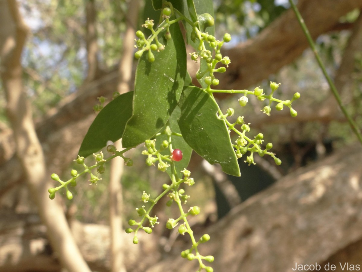 Flora of Sri Lanka