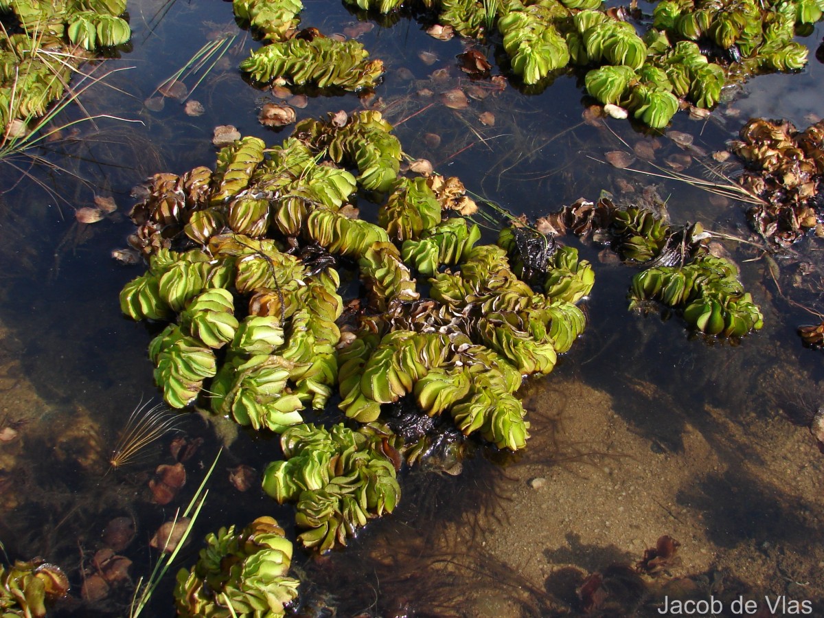 Salvinia molesta D.Mitch.