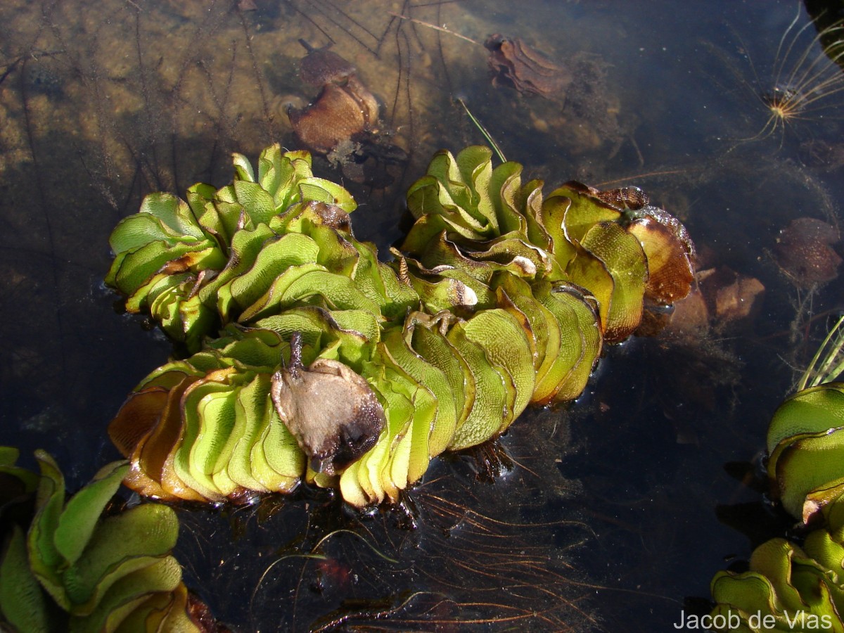 Salvinia molesta D.Mitch.