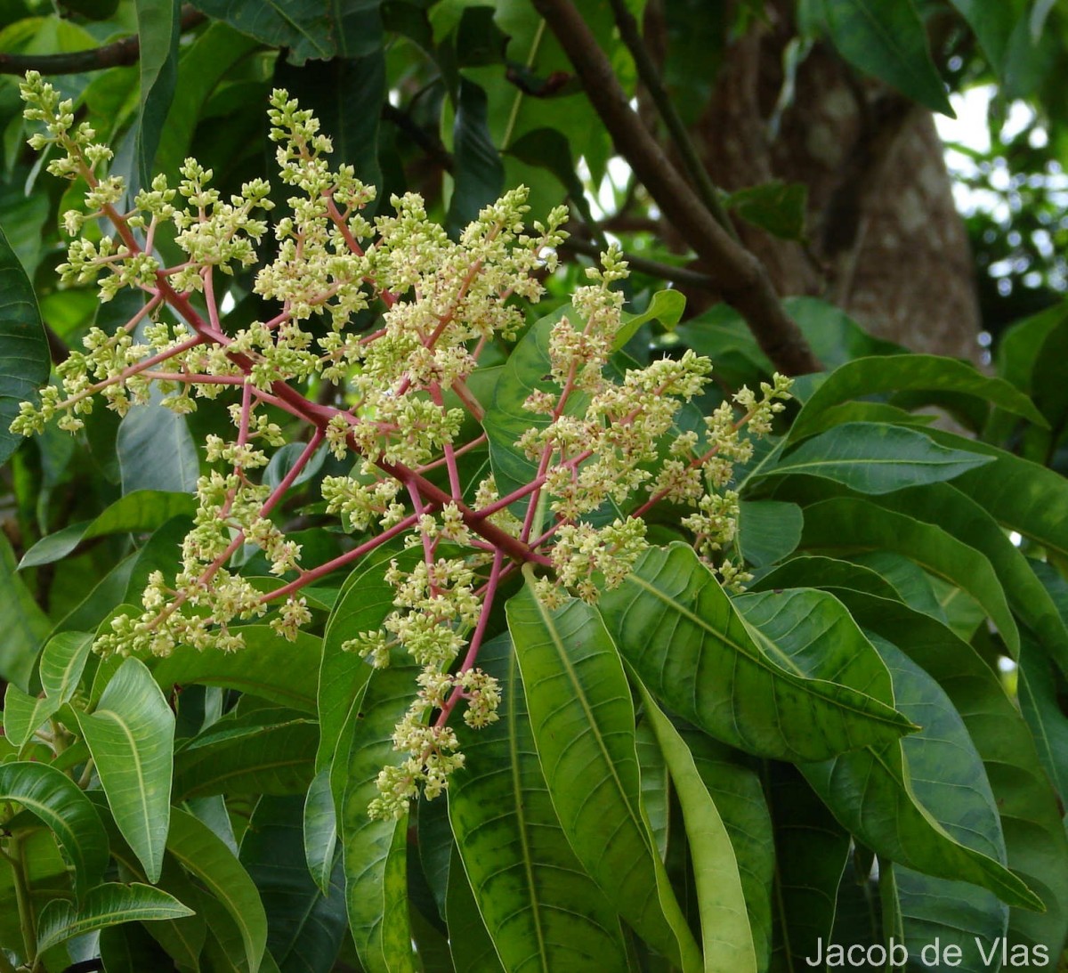 Mangifera indica L.