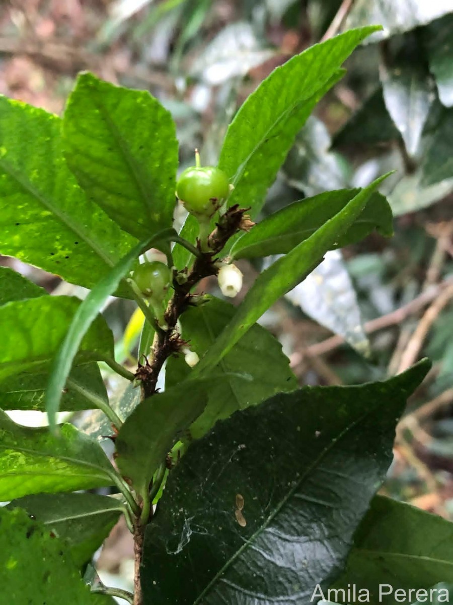 Rinorea decora (Trimen) Melch.