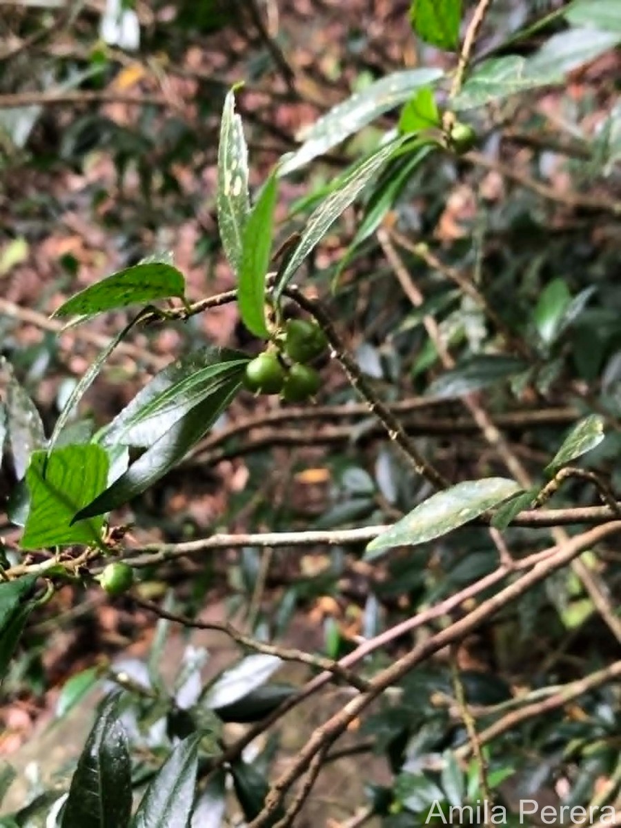 Rinorea decora (Trimen) Melch.