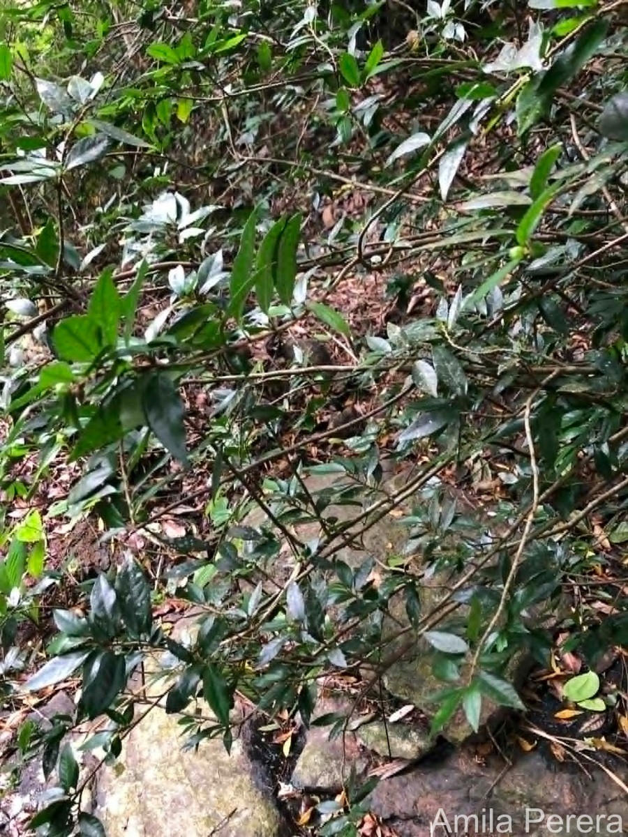 Rinorea decora (Trimen) Melch.