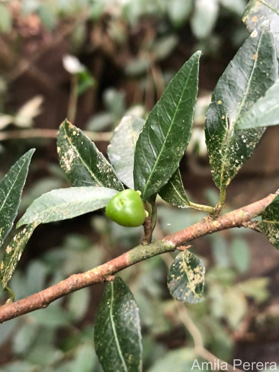 Rinorea decora (Trimen) Melch.
