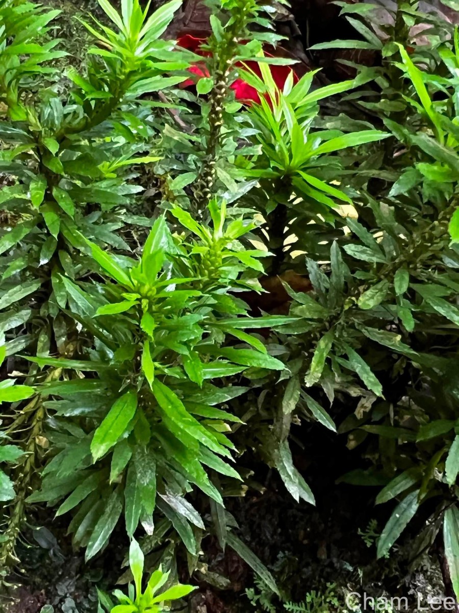 Huperzia javanica  (Sw.) C.Y.Yang.