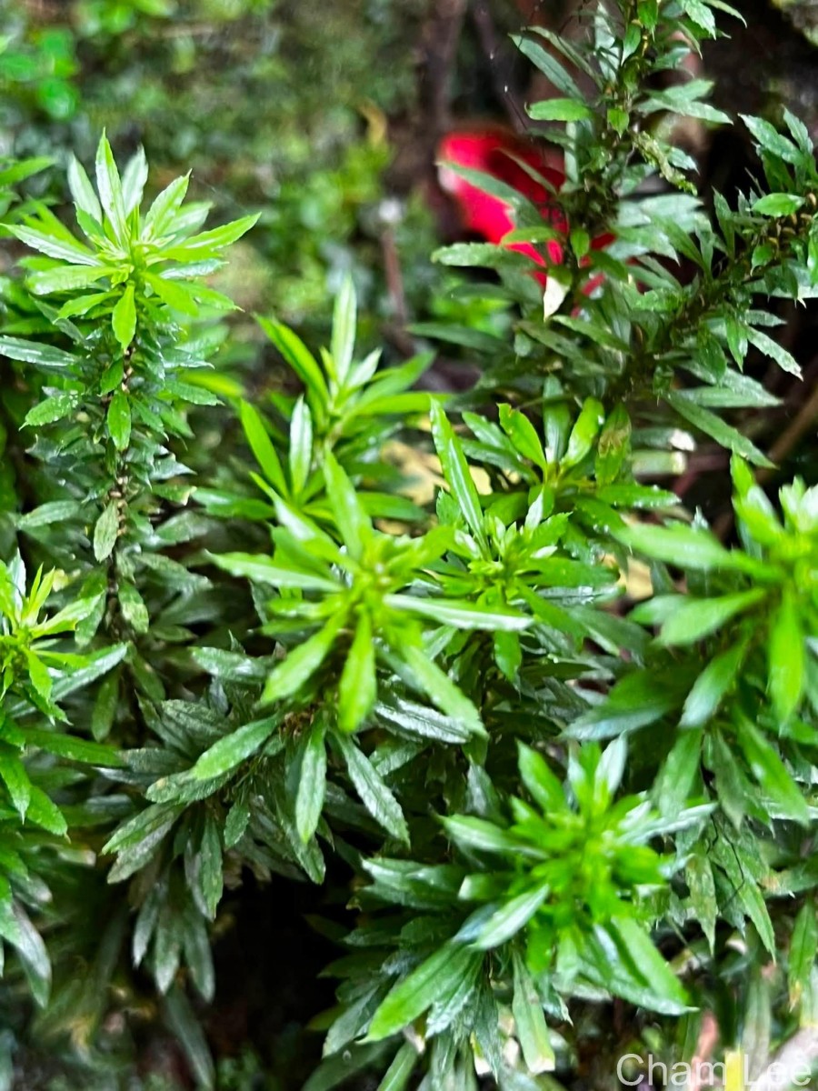Huperzia javanica  (Sw.) C.Y.Yang.