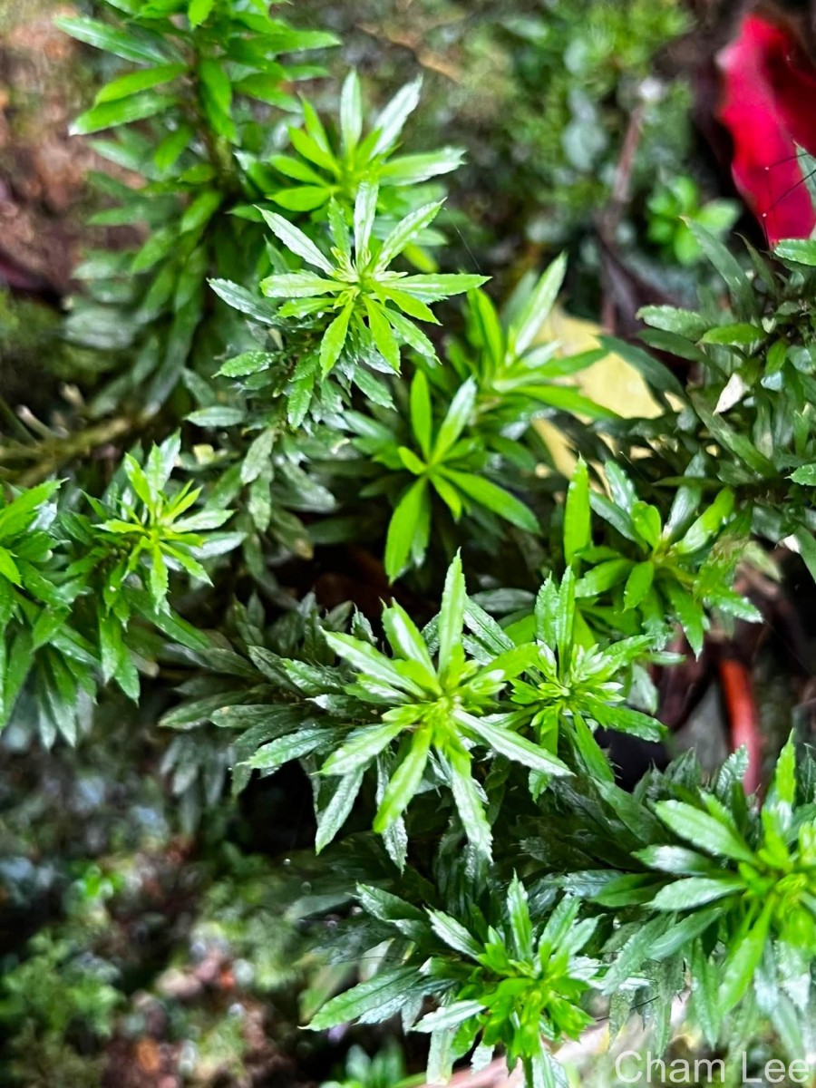 Huperzia javanica  (Sw.) C.Y.Yang.