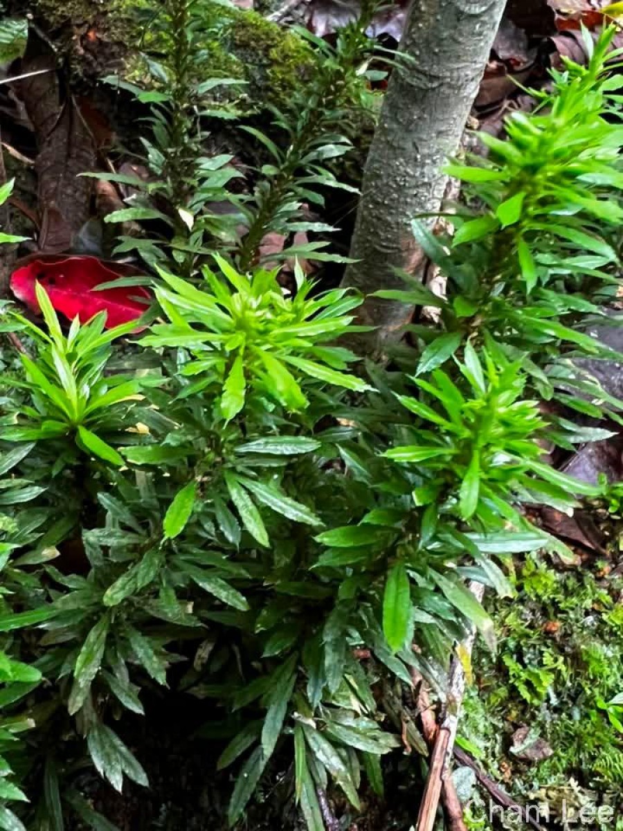 Huperzia javanica  (Sw.) C.Y.Yang.