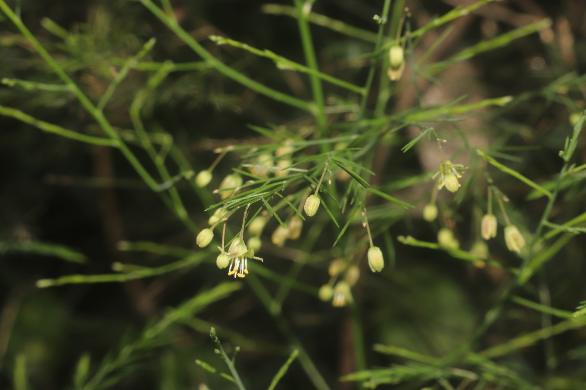 Asparagus officinalis L.