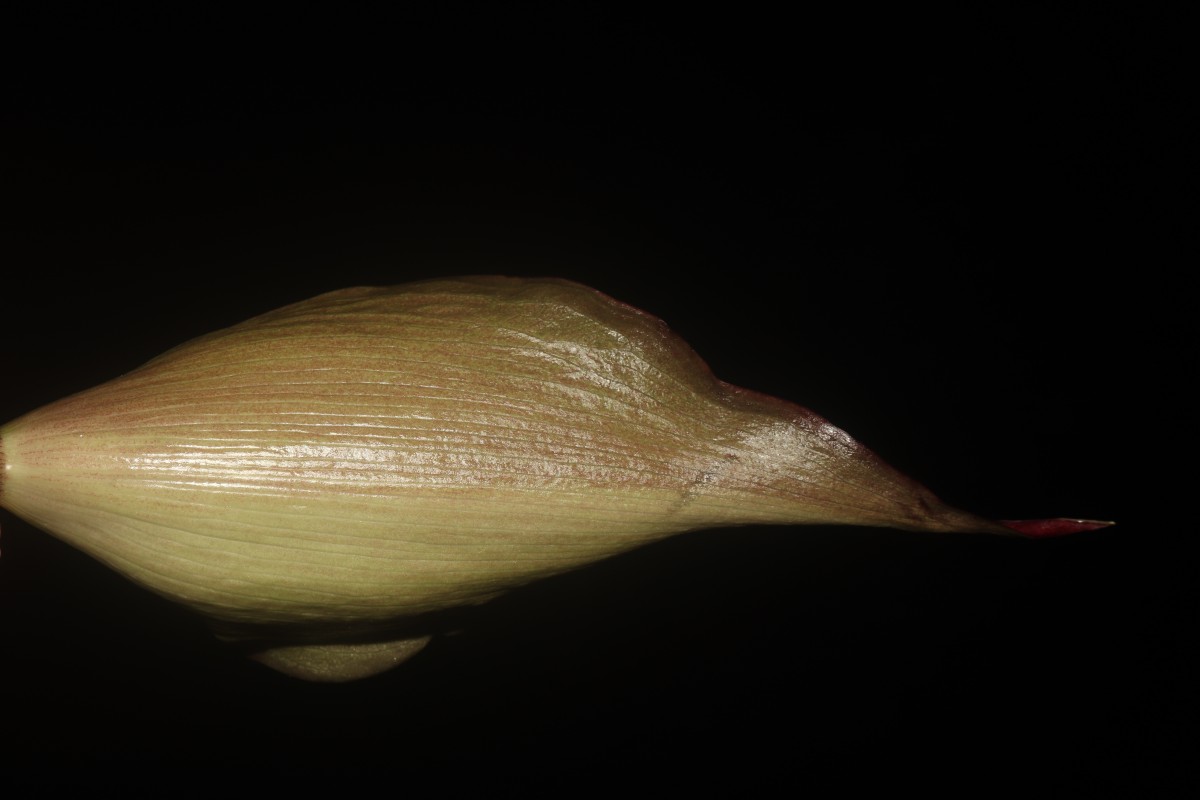 Typhonium trilobatum (L.) Schott