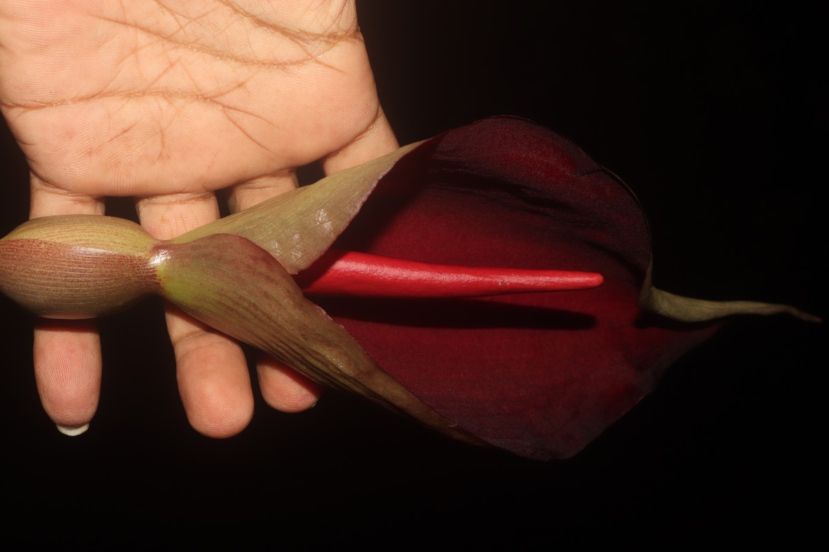 Typhonium trilobatum (L.) Schott