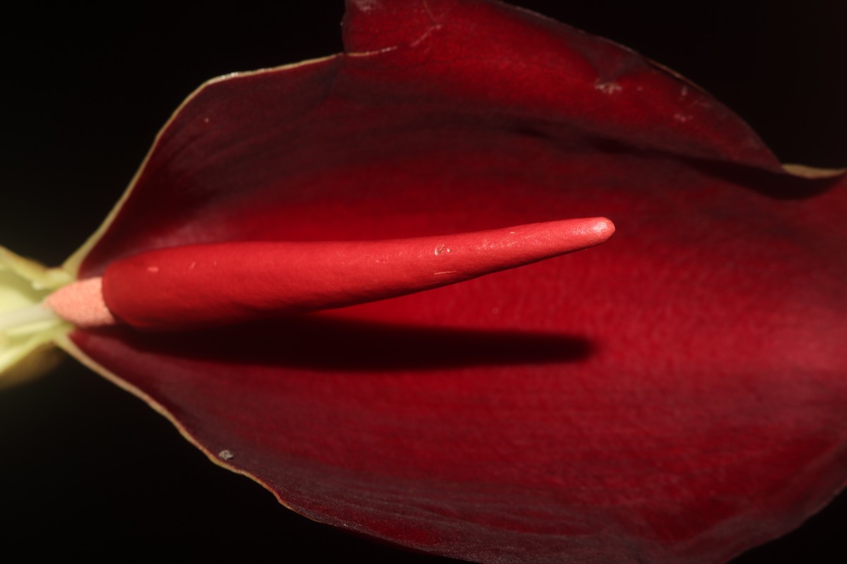 Typhonium trilobatum (L.) Schott