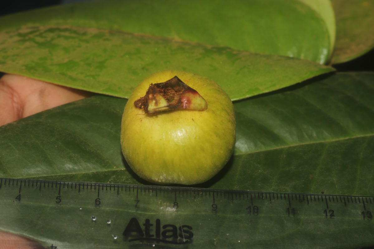 Eugenia haeckeliana Trimen
