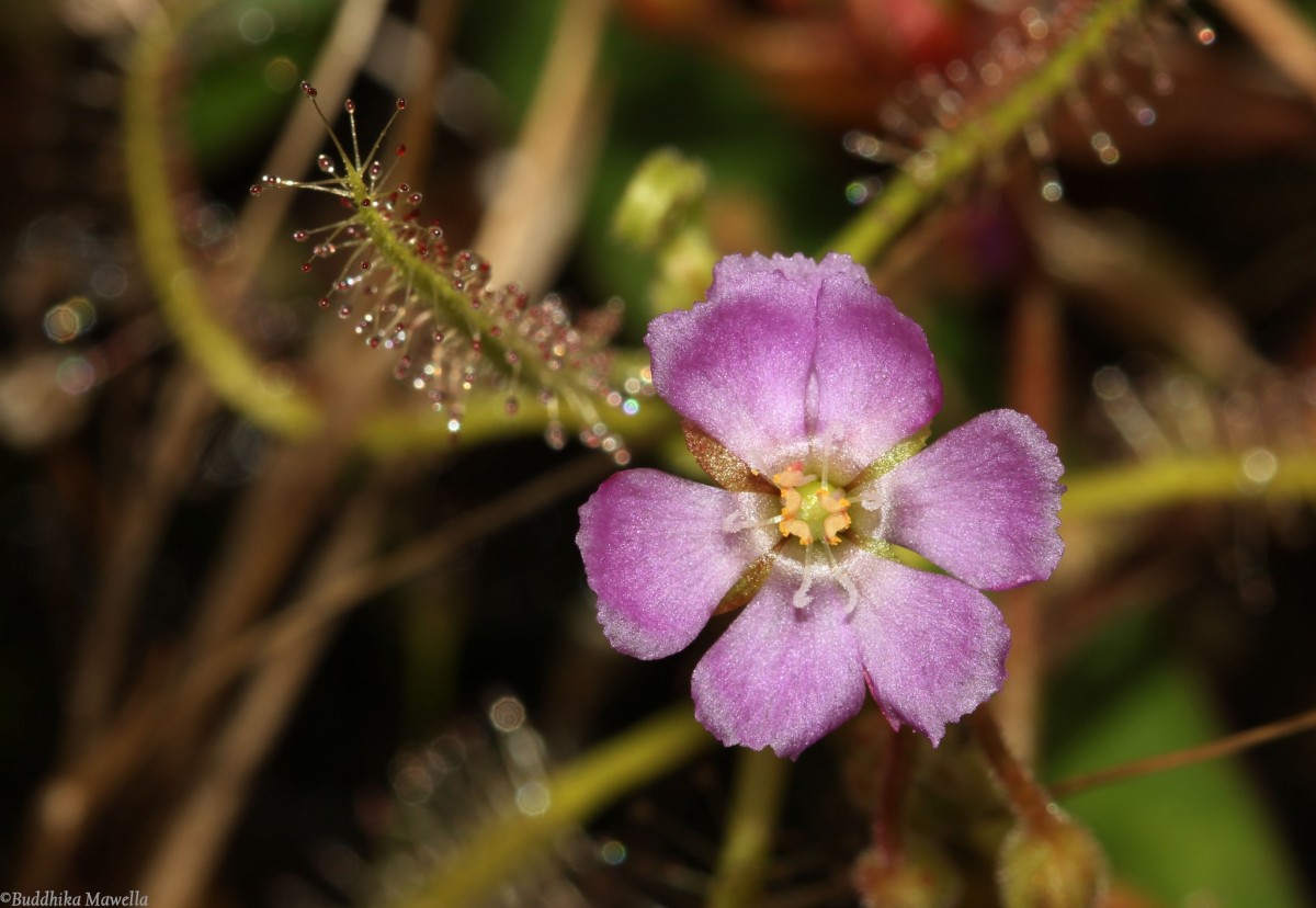 Drosera indica L.